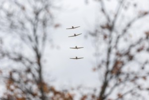 Vintage trainers from the Canadian Harvard Aircraft Association in Tillsonburg, Ont., conducted multiple flypasts at the Sunnybrook Remembrance Day ceremony. [Stephen J. Thorne/LM]