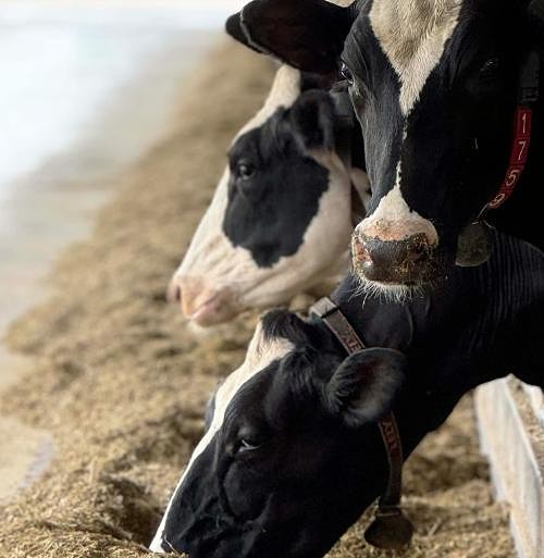 Milks Cows at New Galma Dairy and Creamery. Photo by Adam Waxman/DINE magazine