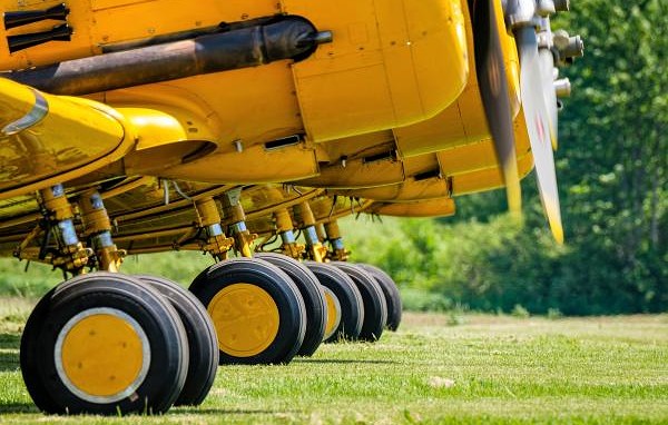 Photo Gallery: 4 Harvards on grass